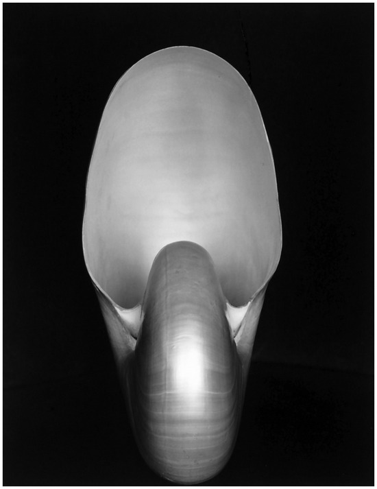 Blog Edward Weston - Nautilus