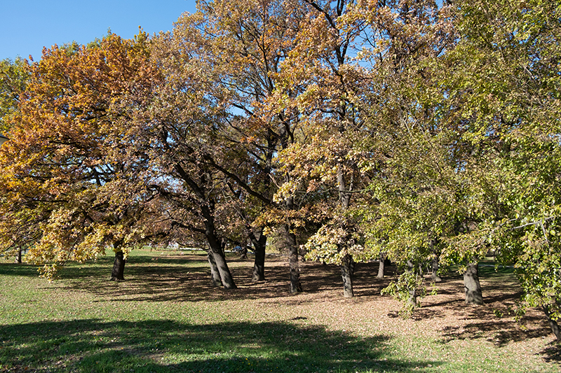 Blog Fuji XC16-50mmF3.5-5.6 OIS II 