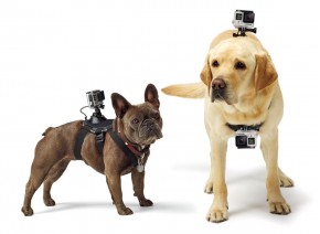 GoPro Fetch ADOGM-001